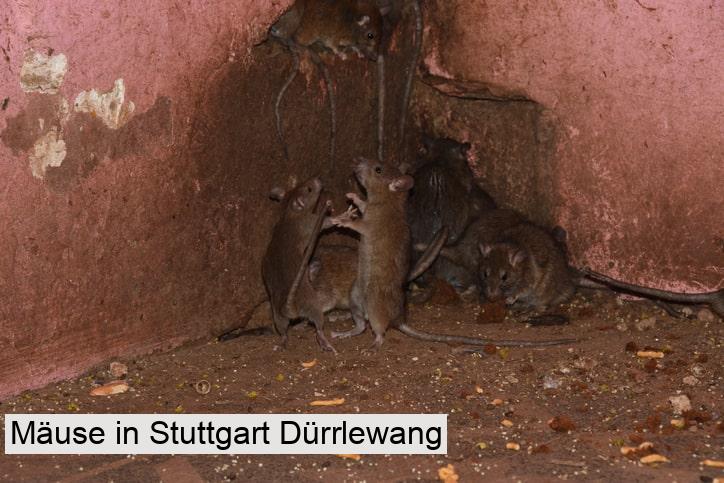 Mäuse in Stuttgart Dürrlewang